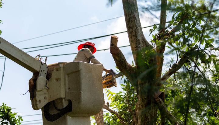 High quality tree care and maintenance services in Aurora, Colorado