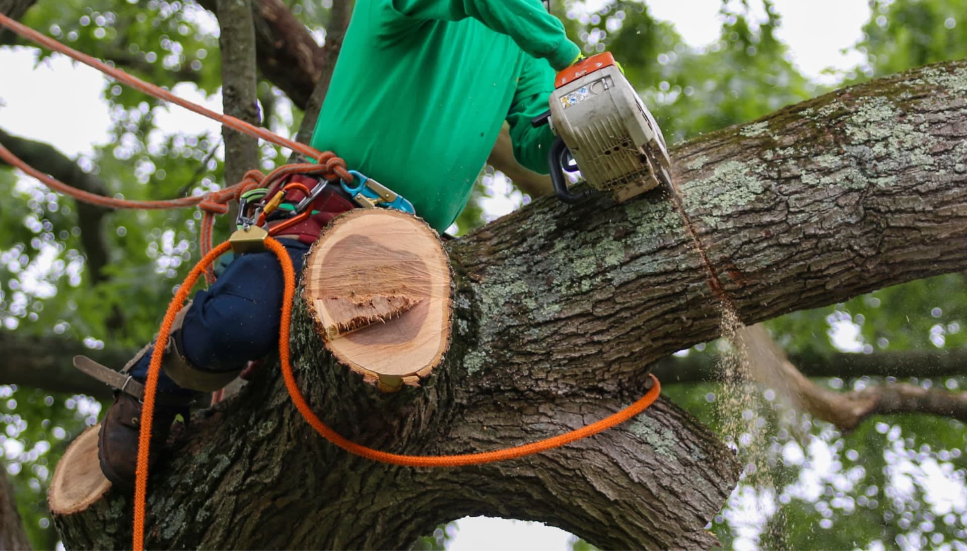 Our team is committed to making the process of tree care and removal affordable in Aurora, Colorado