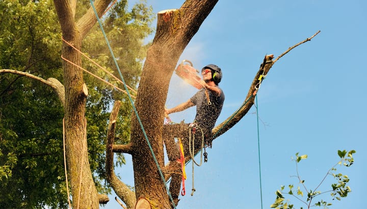 Local tree removal contractors in Aurora, Colorado