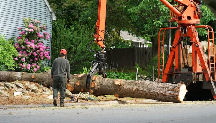 Top rated tree removal services Aurora, Colorado