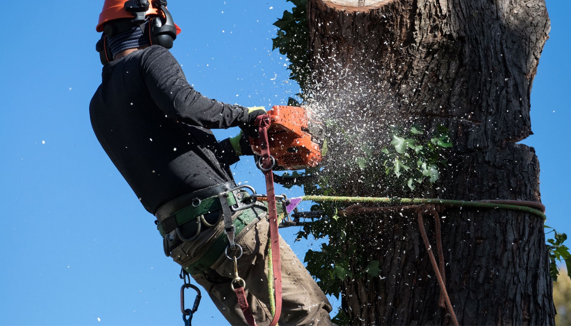 offering best tree removal solutions in Aurora, Colorado