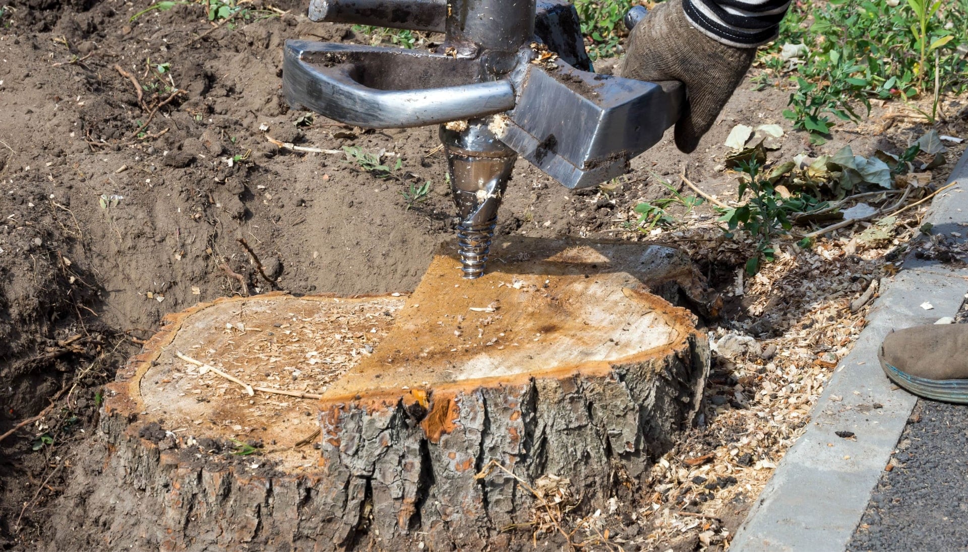 Tree Stump Removal Specialists in Aurora, Colorado